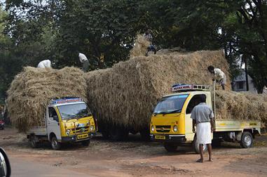 On the Route to Thekkady_DSC6978_H600